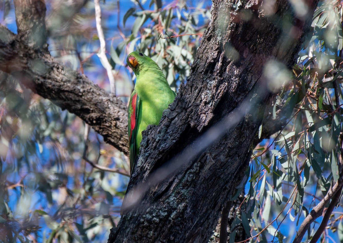 Red-winged Parrot - ML619555327