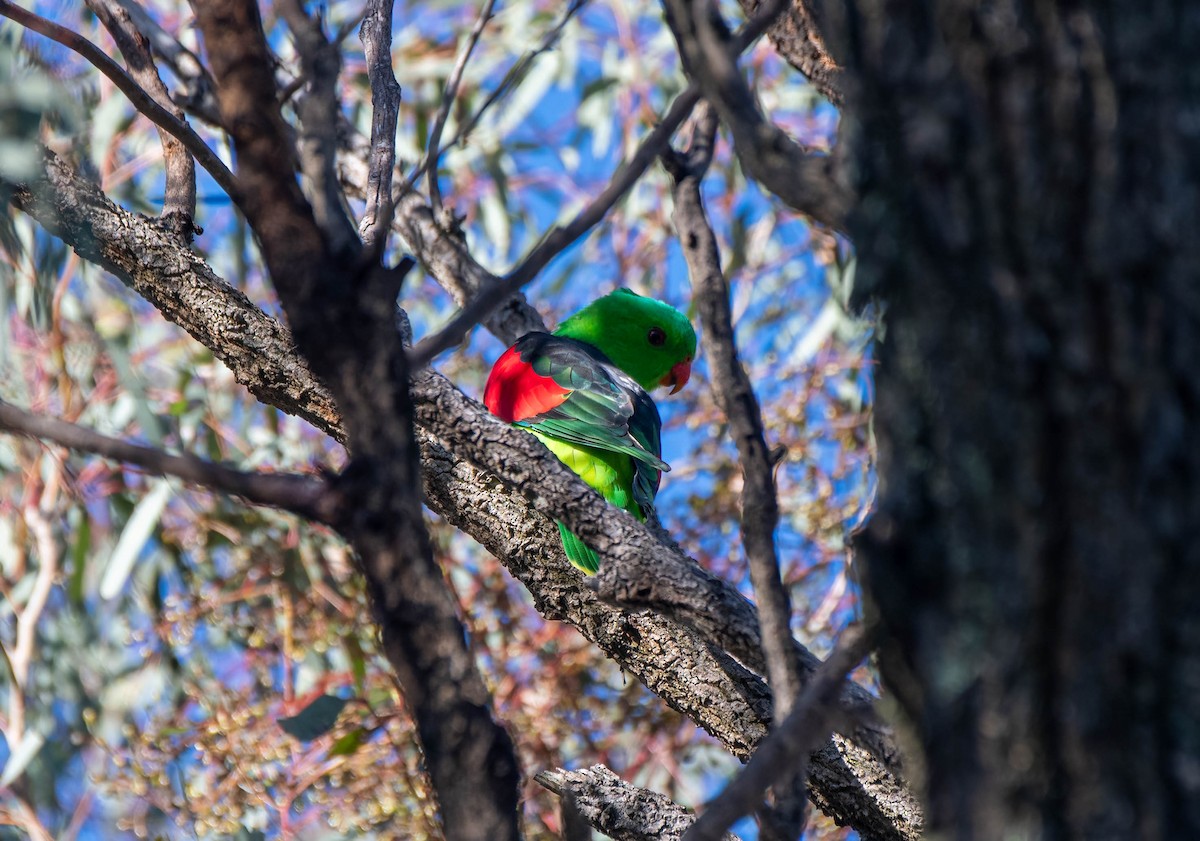 Папужець-червонокрил австралійський - ML619555337