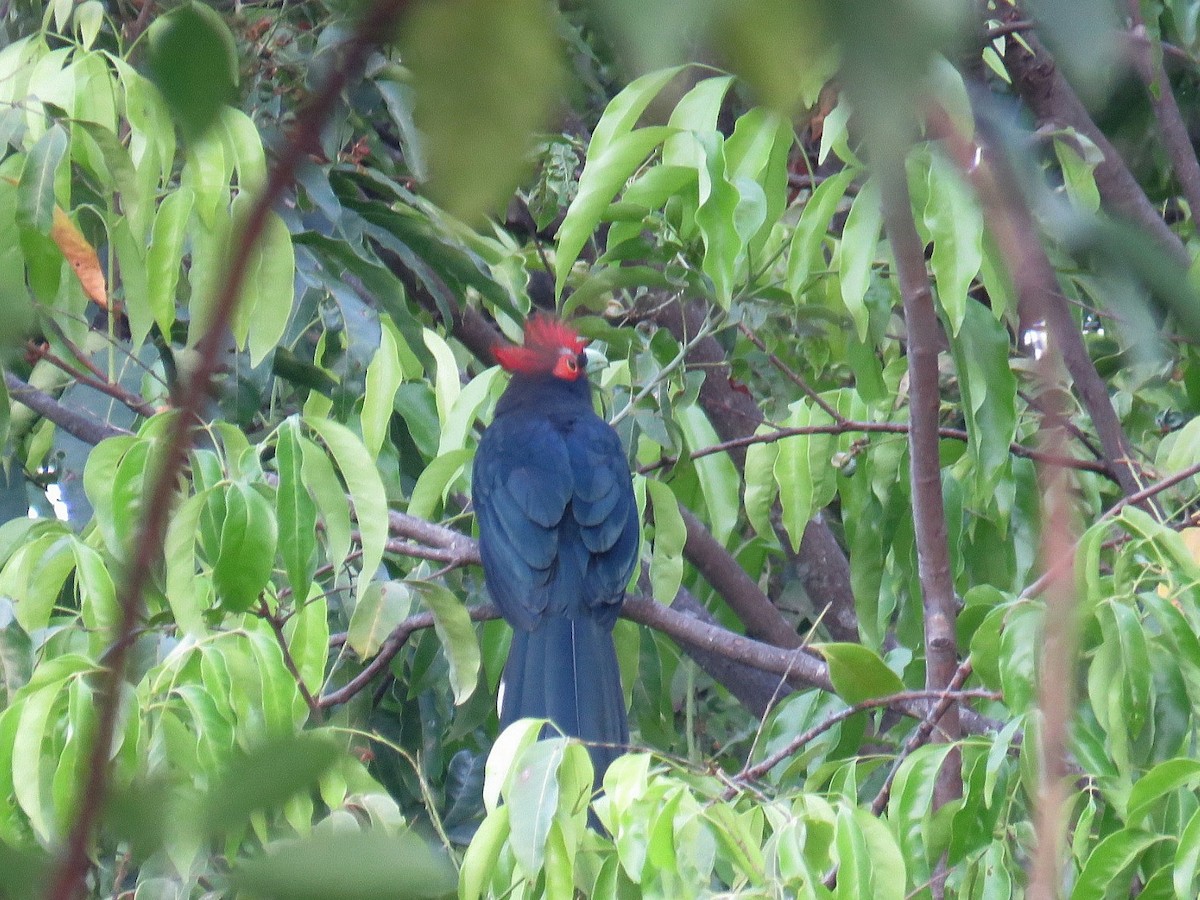 Red-crested Malkoha - ML619555342