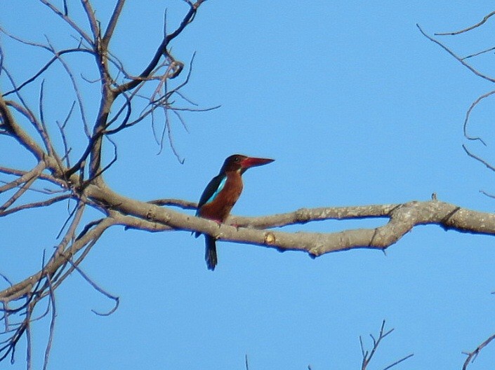 Brown-breasted Kingfisher - ML619555369