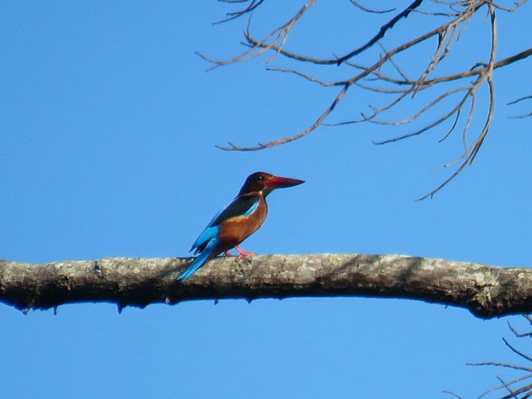 Brown-breasted Kingfisher - ML619555370