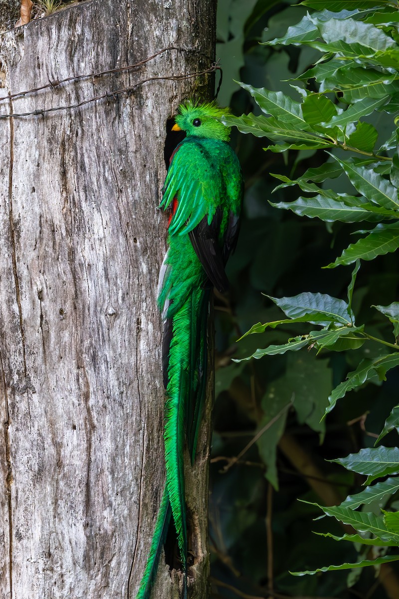 Quetzal resplendissant - ML619555407