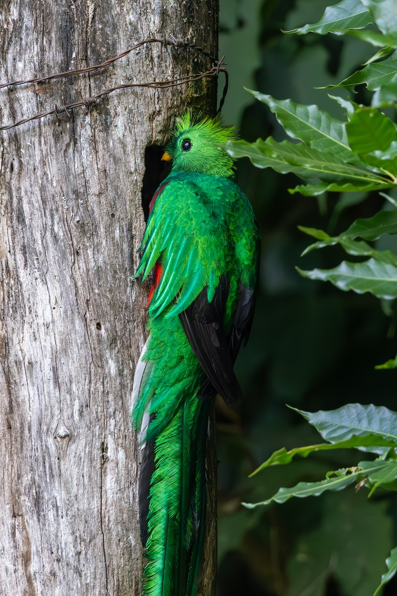 Quetzal resplendissant - ML619555408