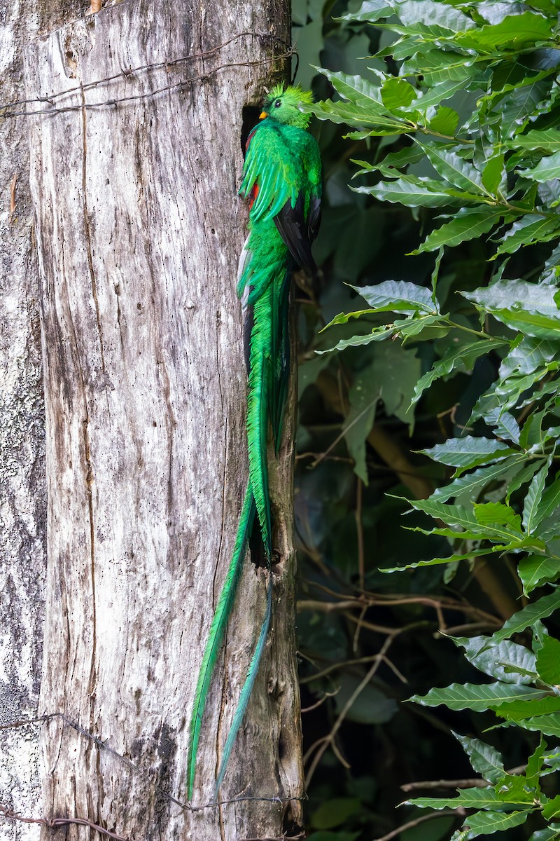 Quetzal Guatemalteco - ML619555409