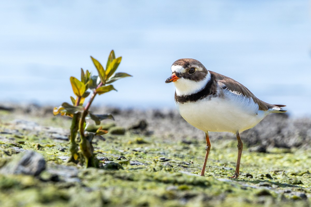 Semipalmated Plover - ML619555431