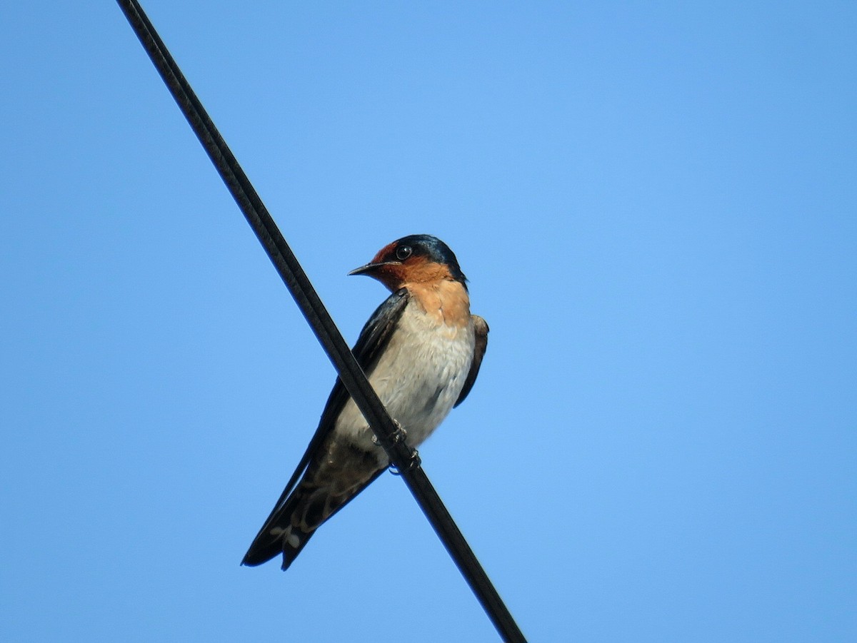 Pacific Swallow - ML619555432