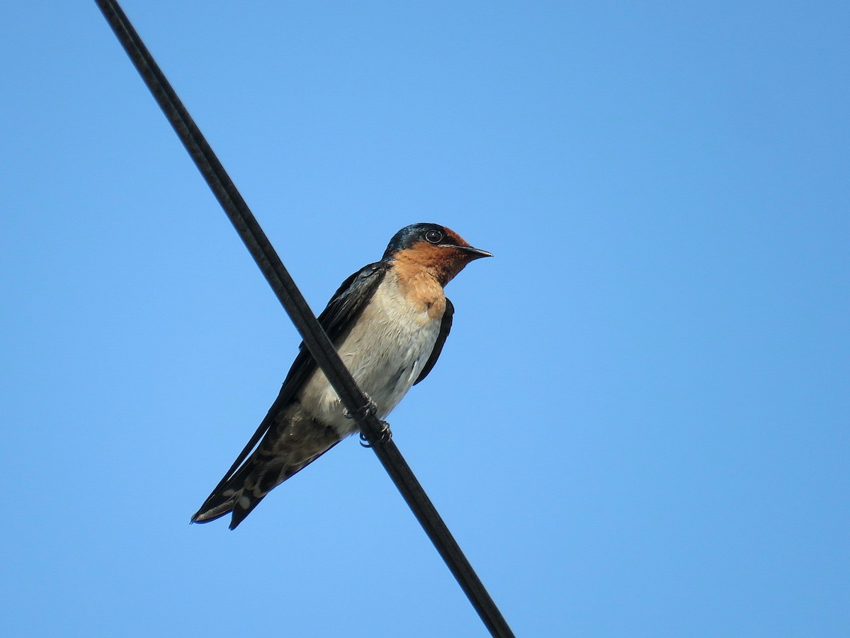 Pacific Swallow - ML619555434