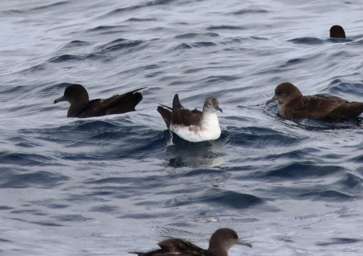 Pink-footed Shearwater - ML619555520
