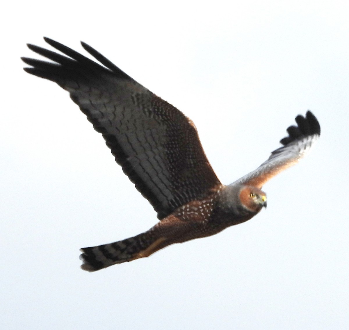 Spotted Harrier - ML619555592