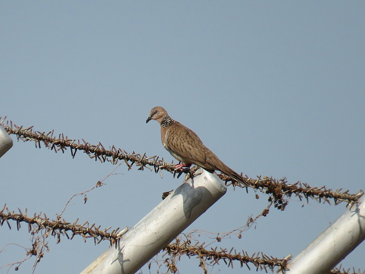 Spotted Dove - ML619555606