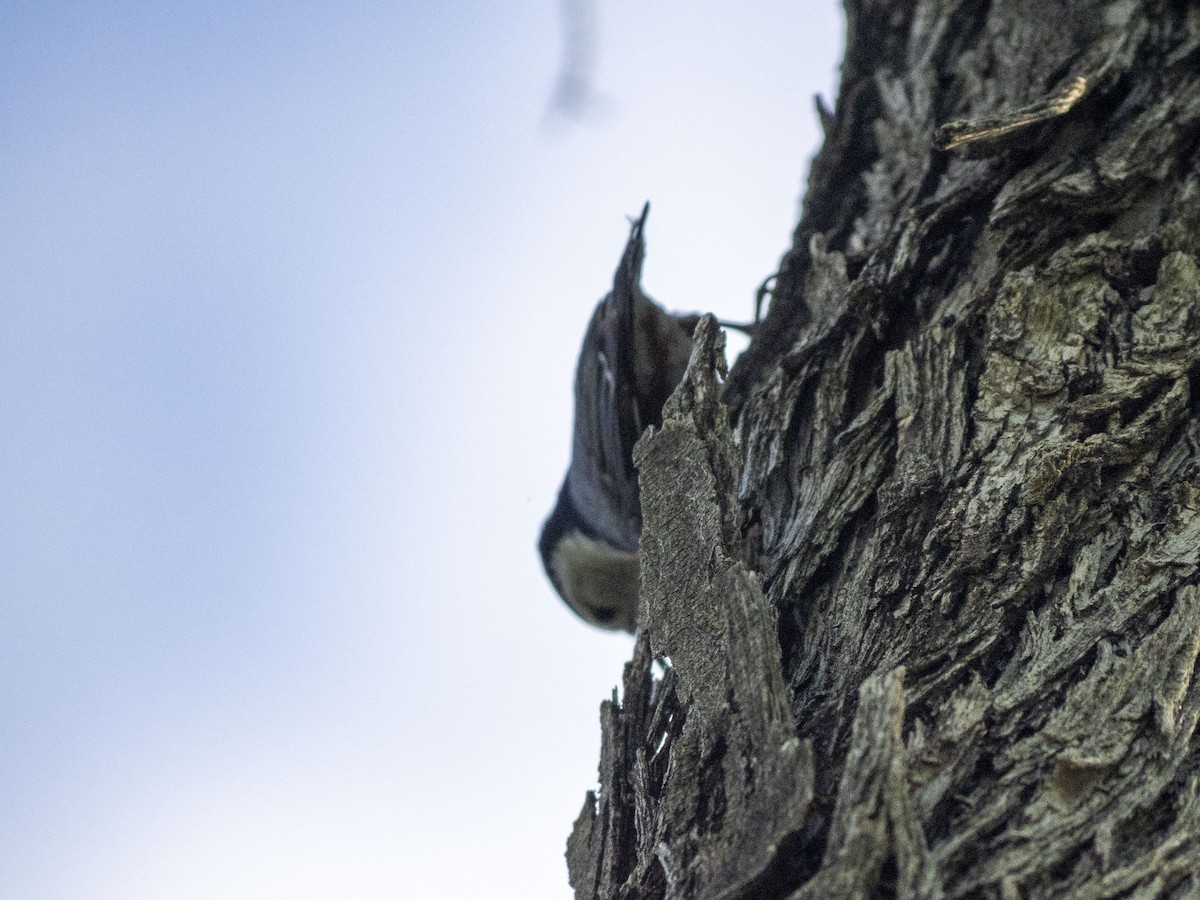 White-breasted Nuthatch (Pacific) - ML619555609