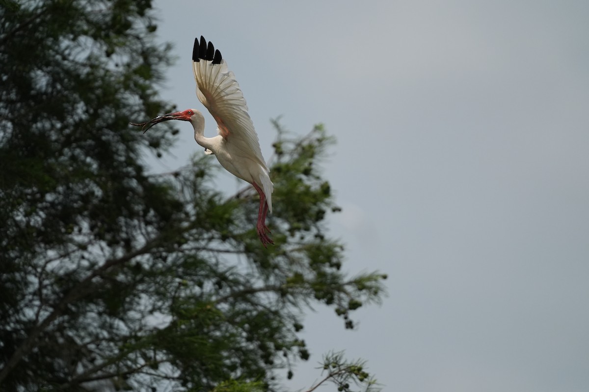 ibis bílý - ML619555615