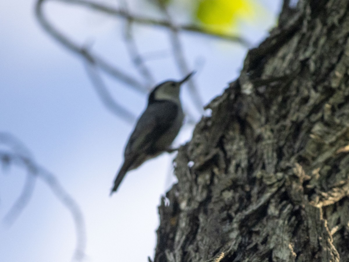 White-breasted Nuthatch (Pacific) - ML619555618