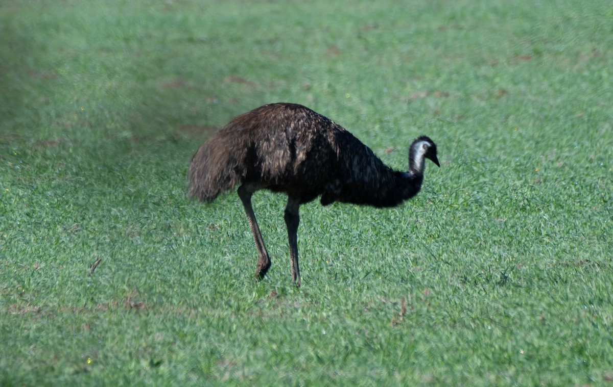 emu hnědý - ML619555621