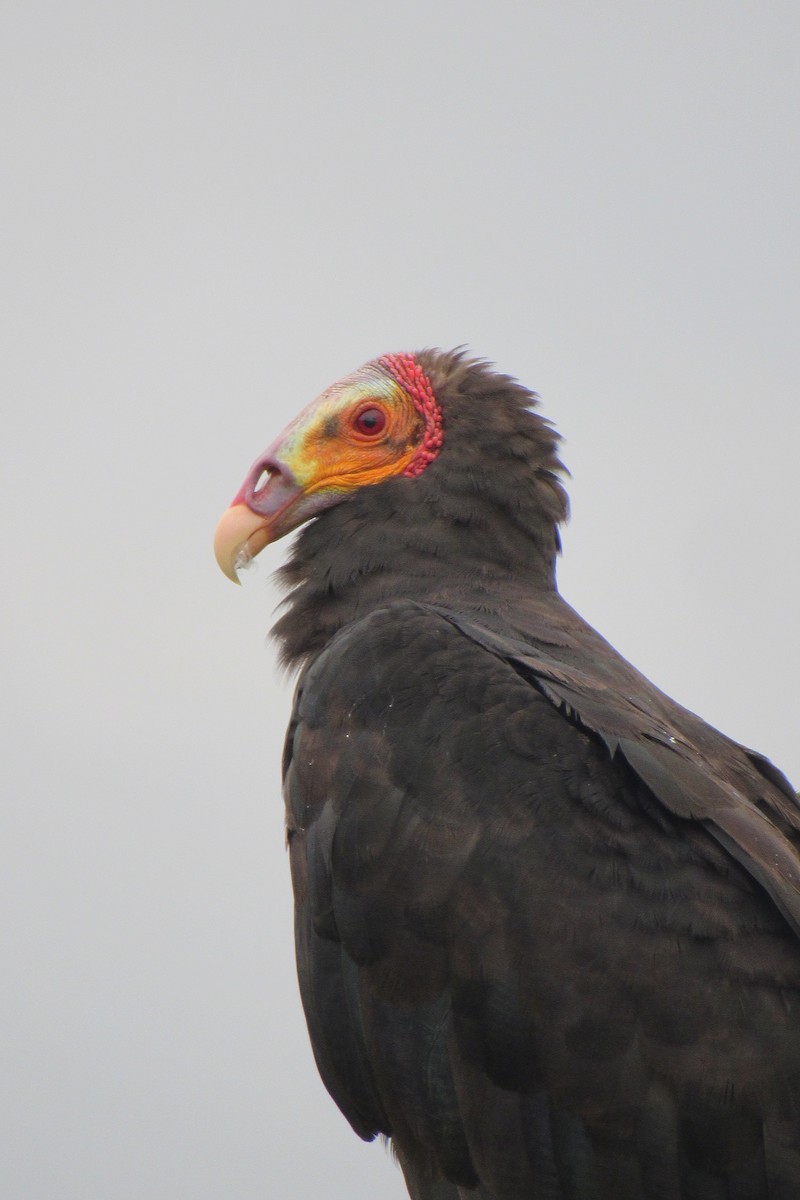 Lesser Yellow-headed Vulture - ML619555624