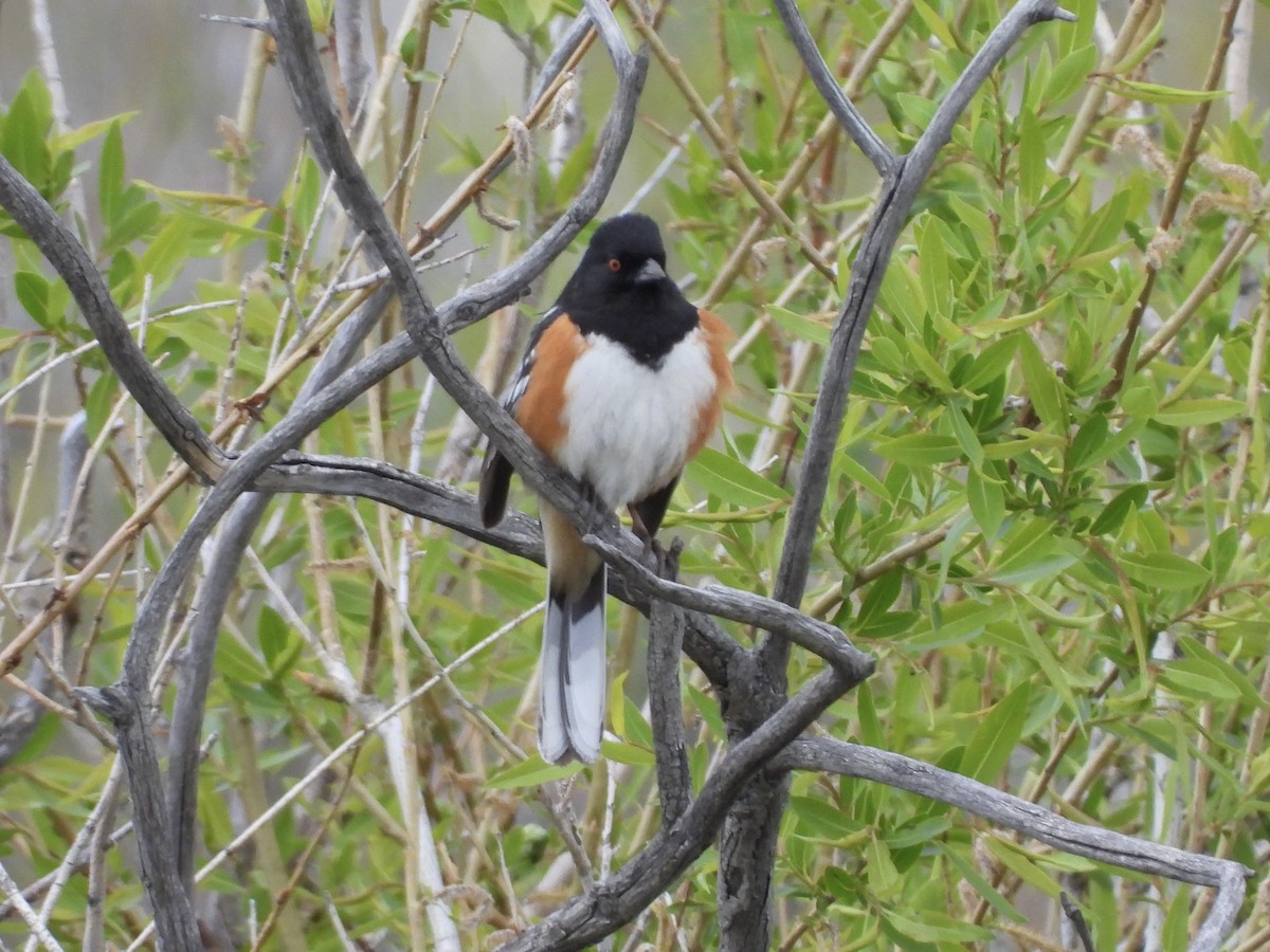 Spotted Towhee - ML619555631