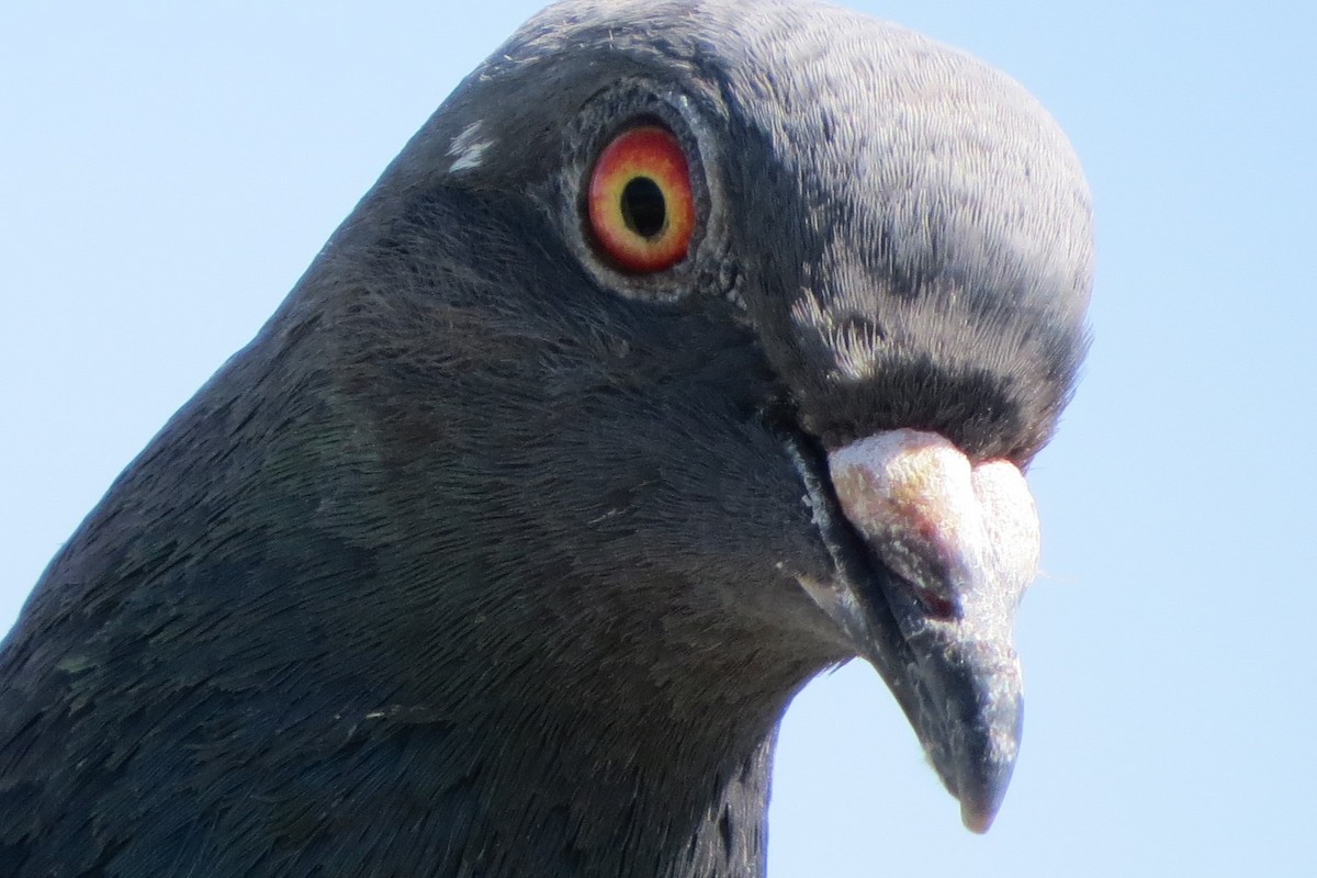 Rock Pigeon (Feral Pigeon) - ML619555646