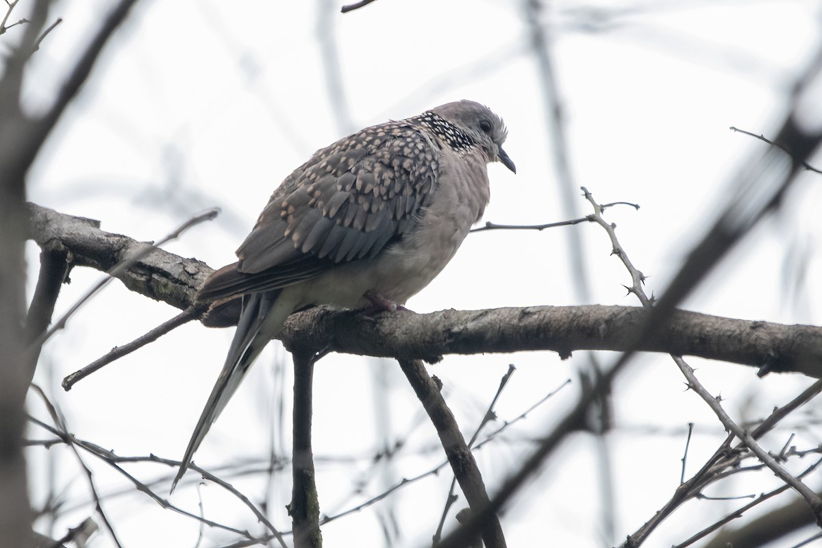Spotted Dove - ML619555652
