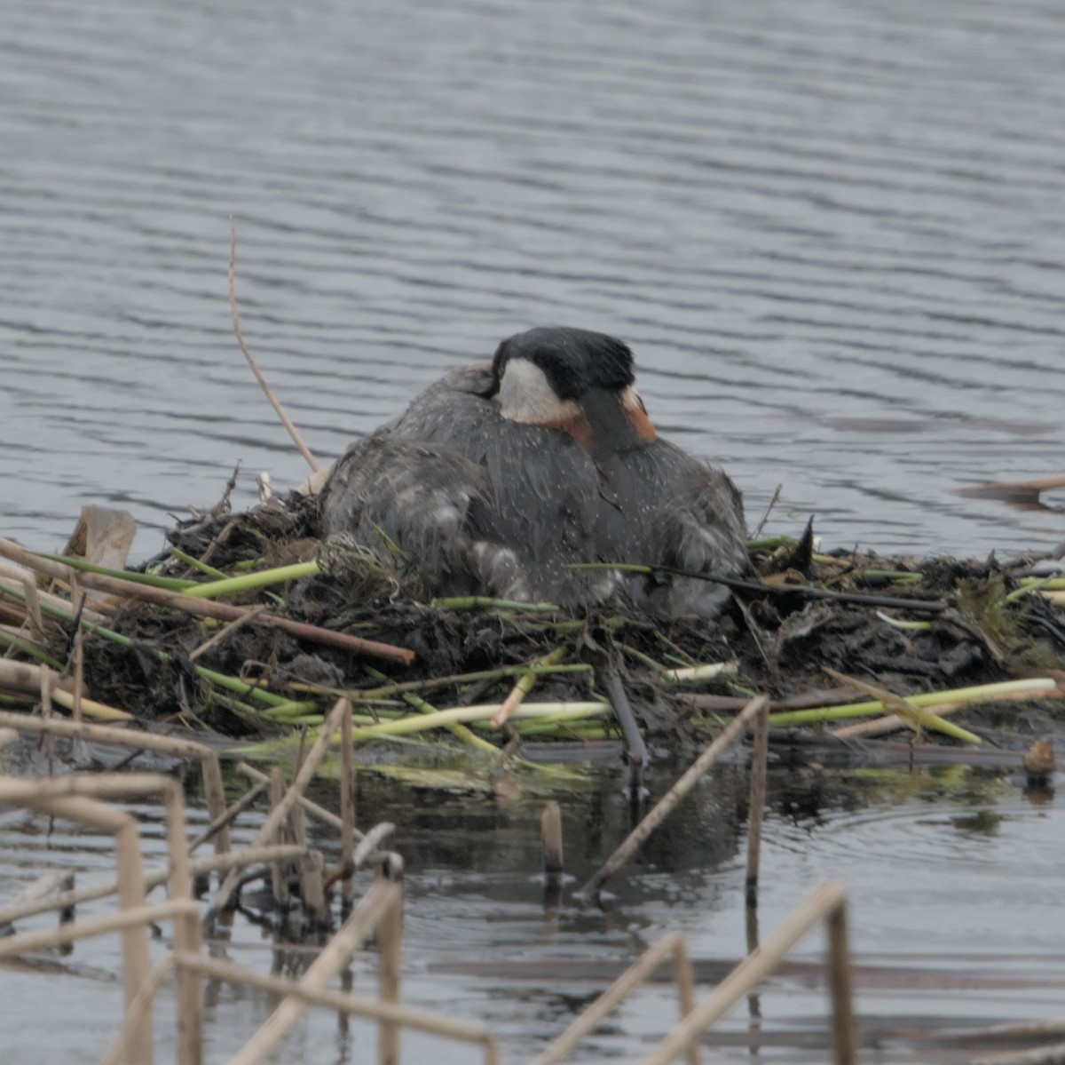 Red-necked Grebe - ML619555666