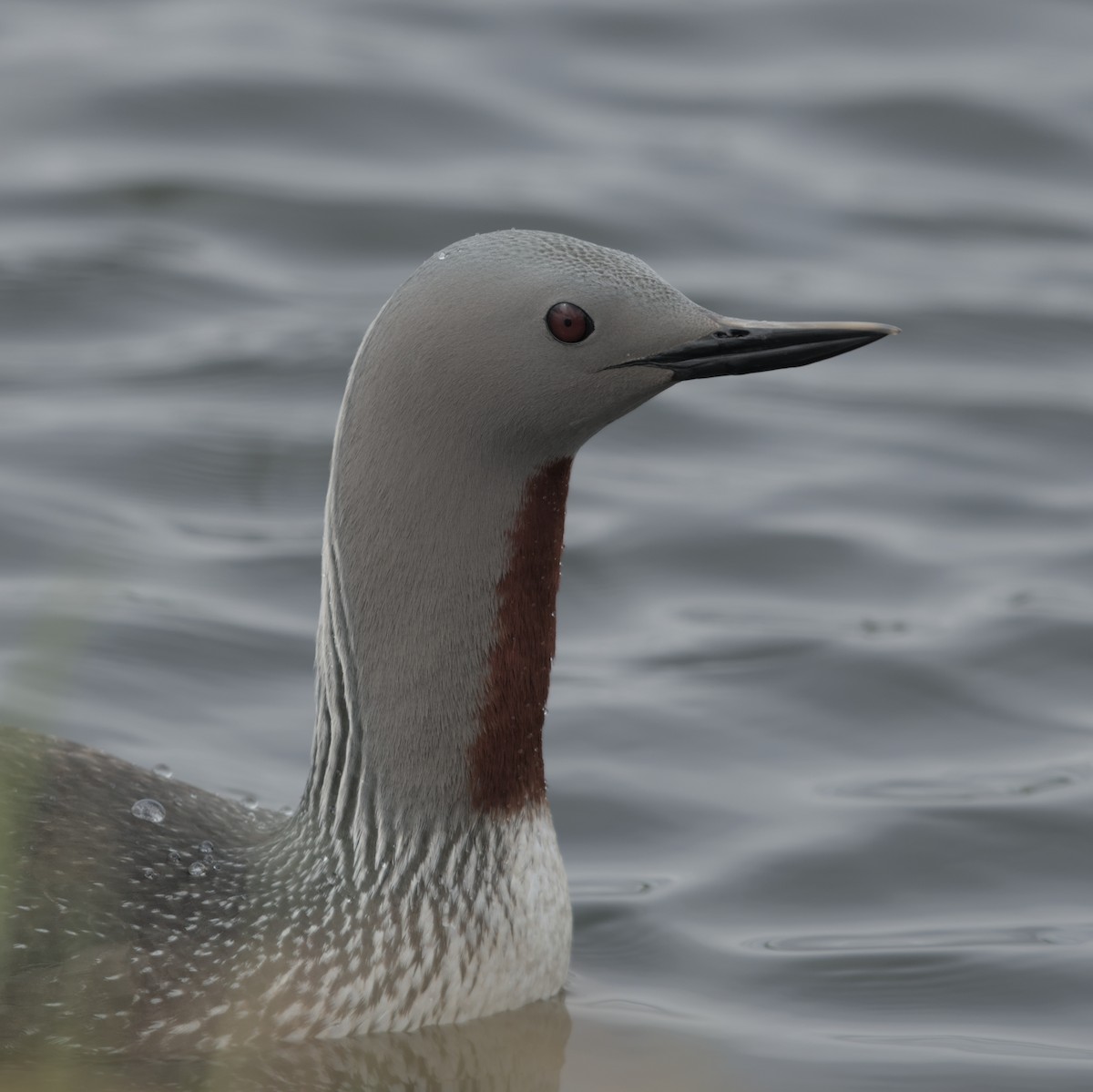 Red-throated Loon - ML619555684