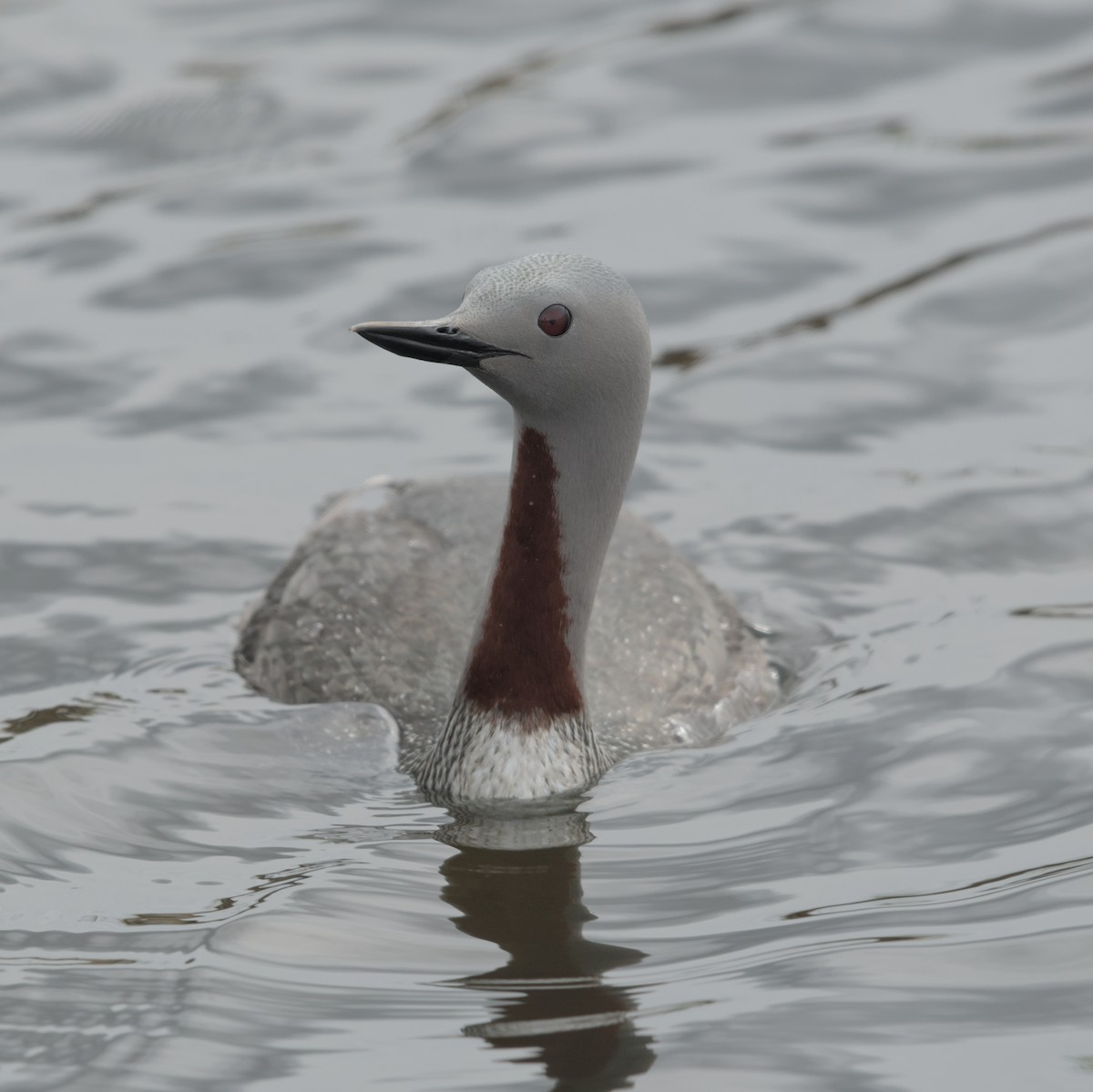Red-throated Loon - ML619555685