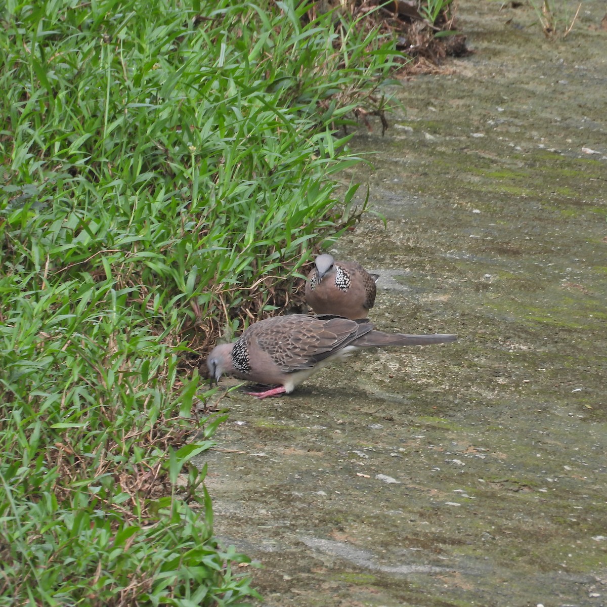 Spotted Dove - ML619555687