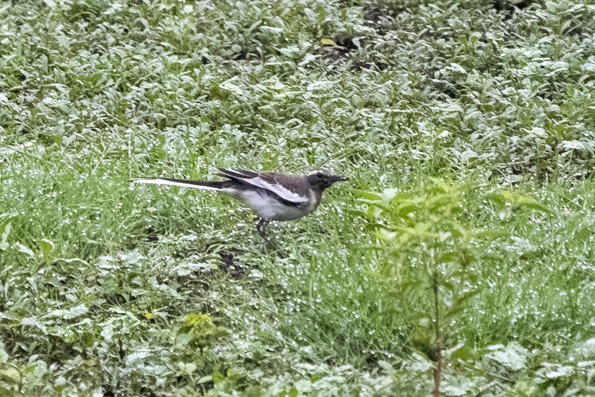 White-browed Wagtail - ML619555726