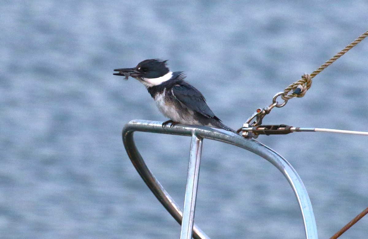 Belted Kingfisher - ML619555760