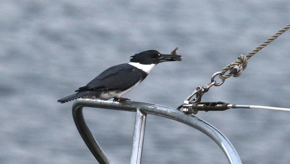 Belted Kingfisher - ML619555772
