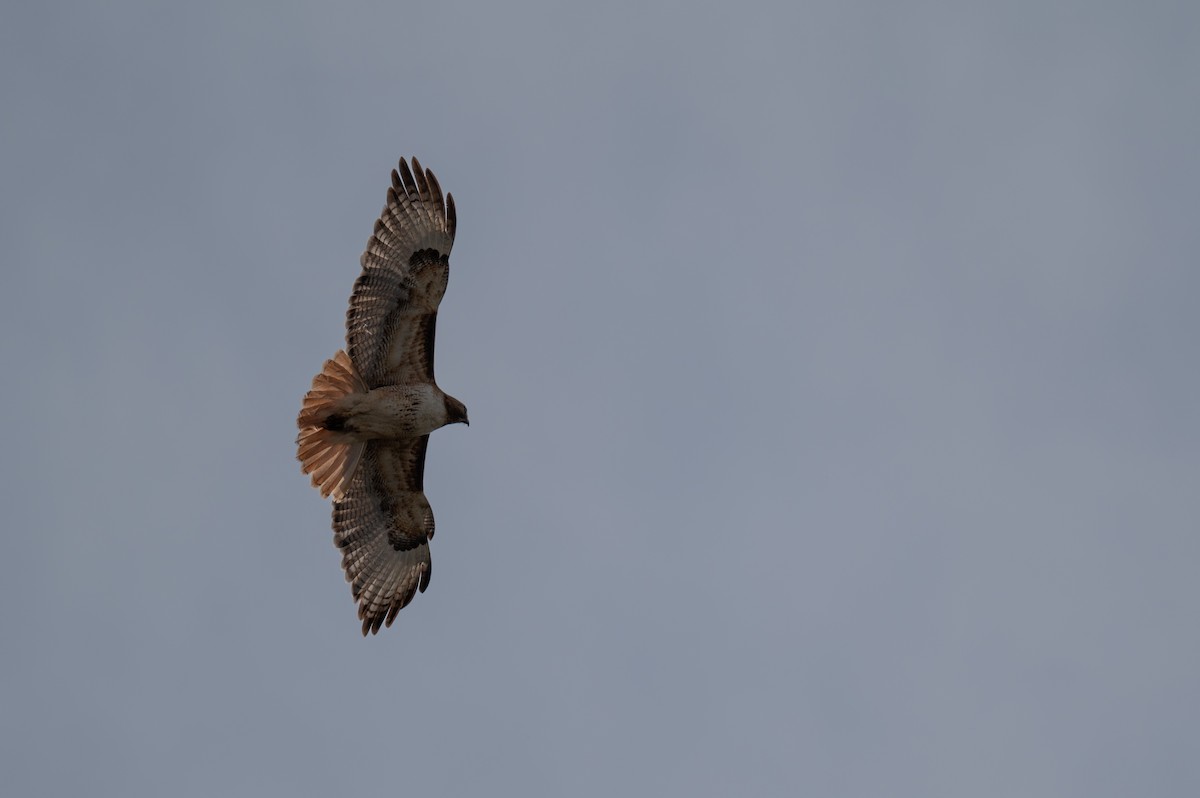 Red-tailed Hawk - ML619555837