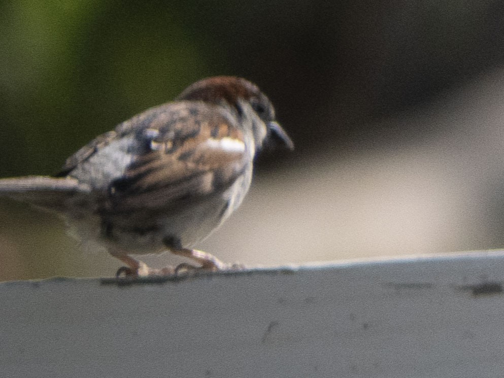 House Sparrow - ML619555892