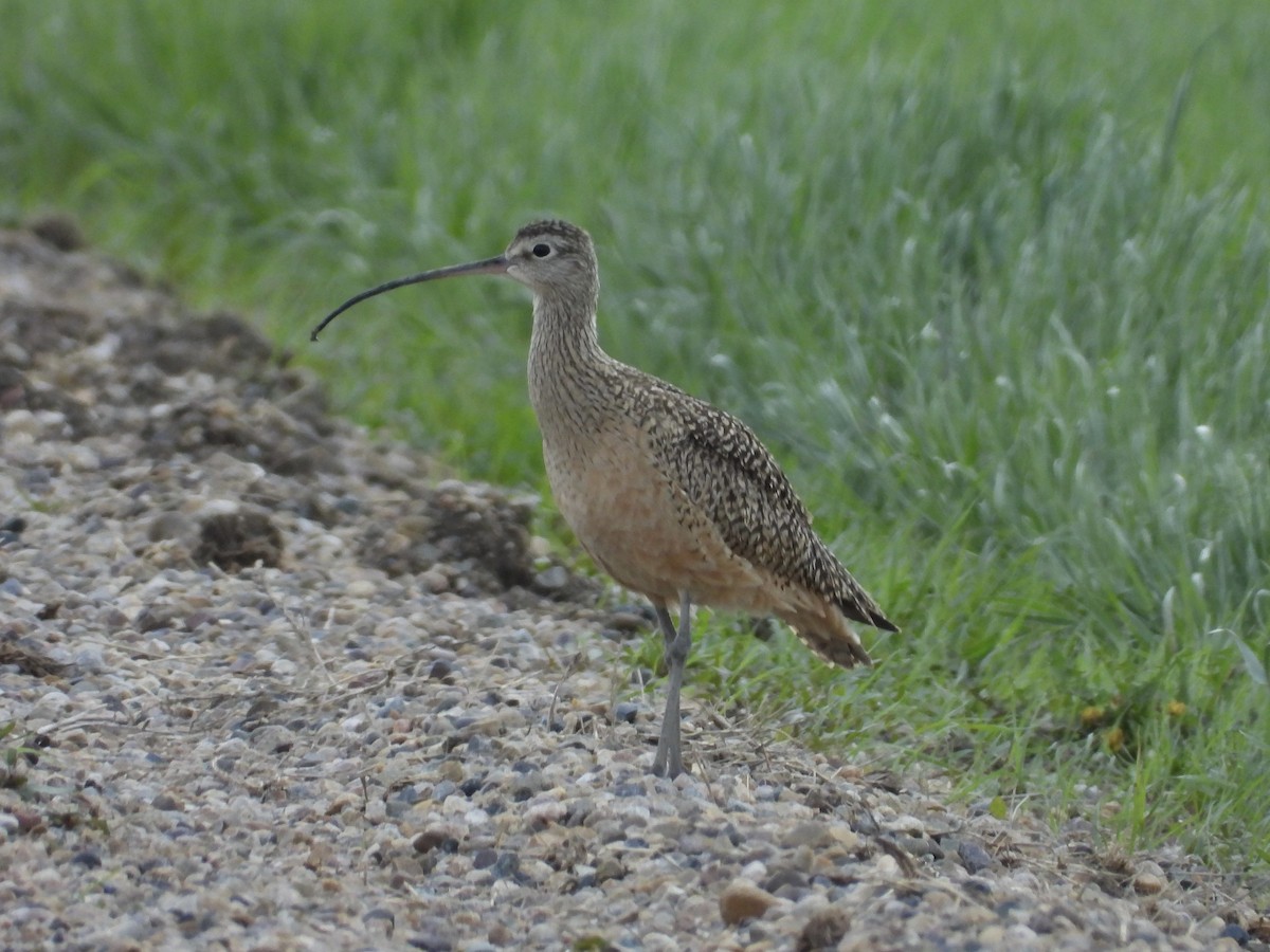Long-billed Curlew - ML619555902