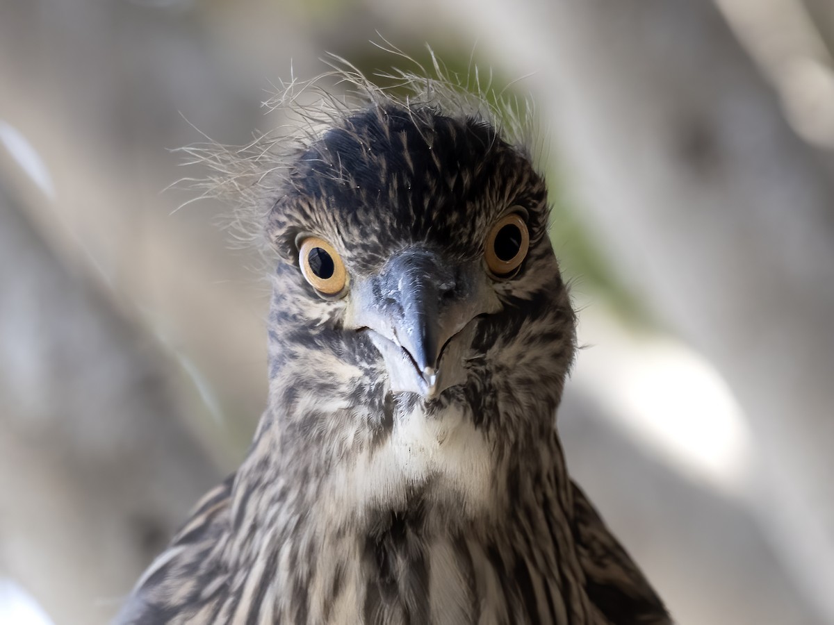 Black-crowned Night Heron - ML619555904