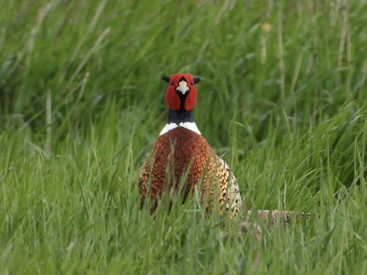 Ring-necked Pheasant - ML619555916