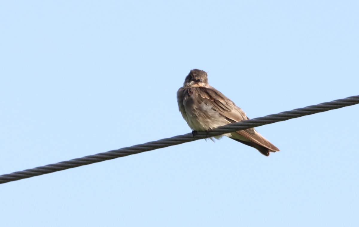 Northern Rough-winged Swallow - ML619555963