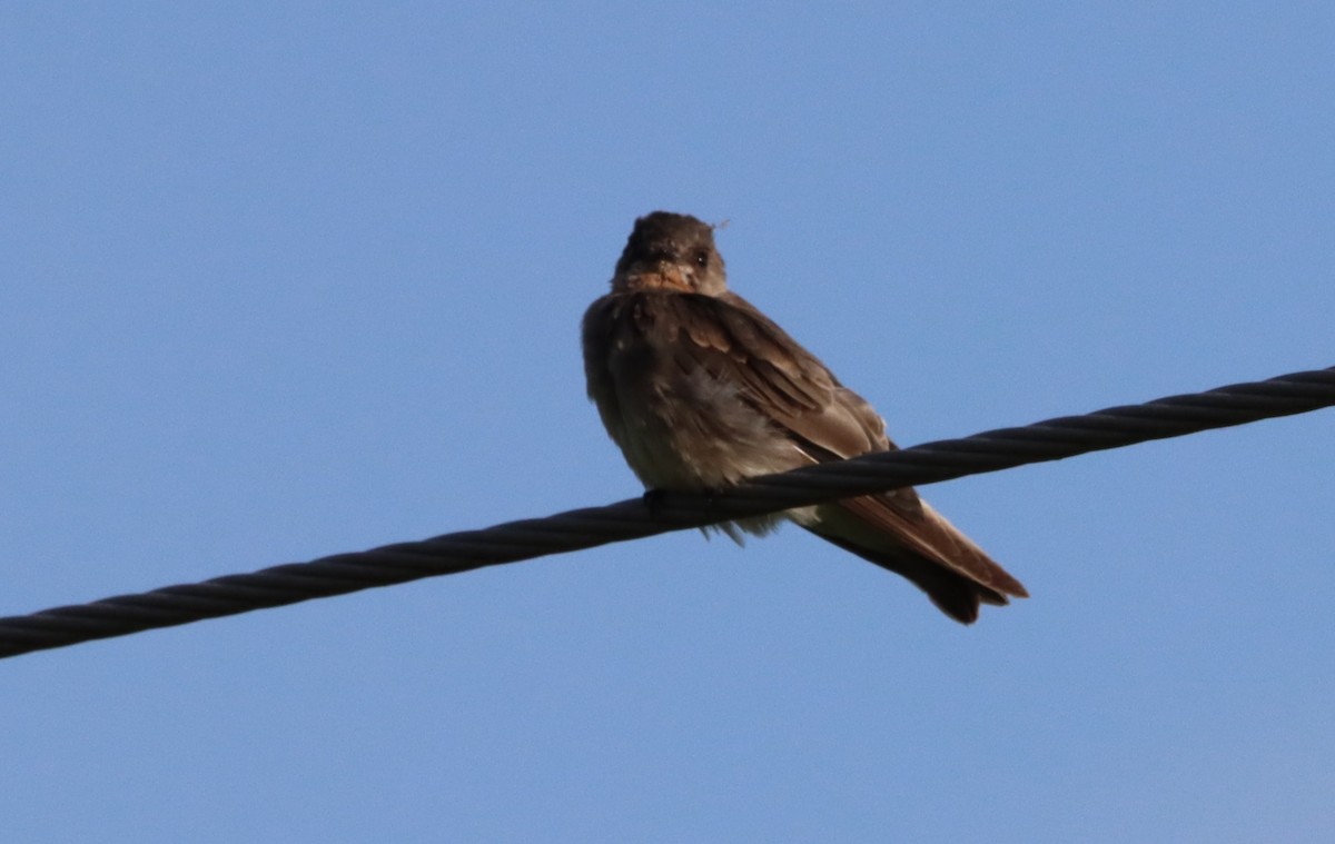 Northern Rough-winged Swallow - ML619555964