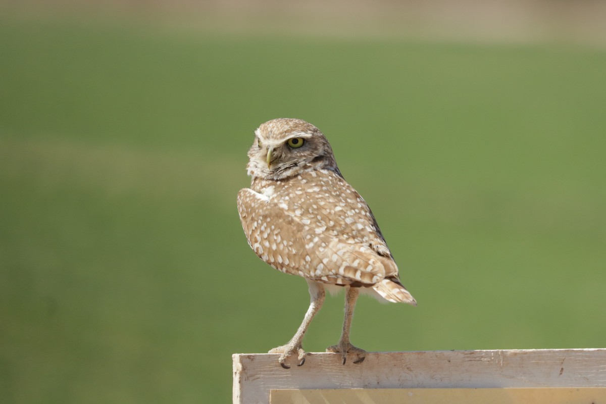 Burrowing Owl - ML619555968