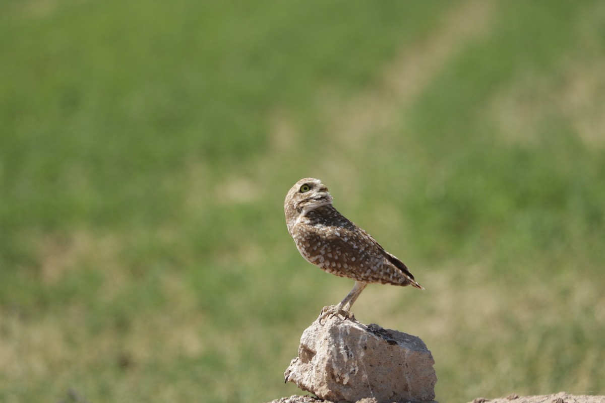 Burrowing Owl - ML619555969