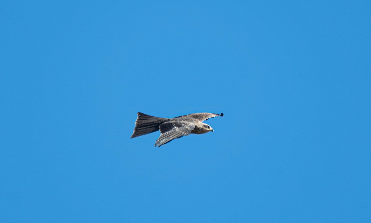 Black Kite - ML619555994