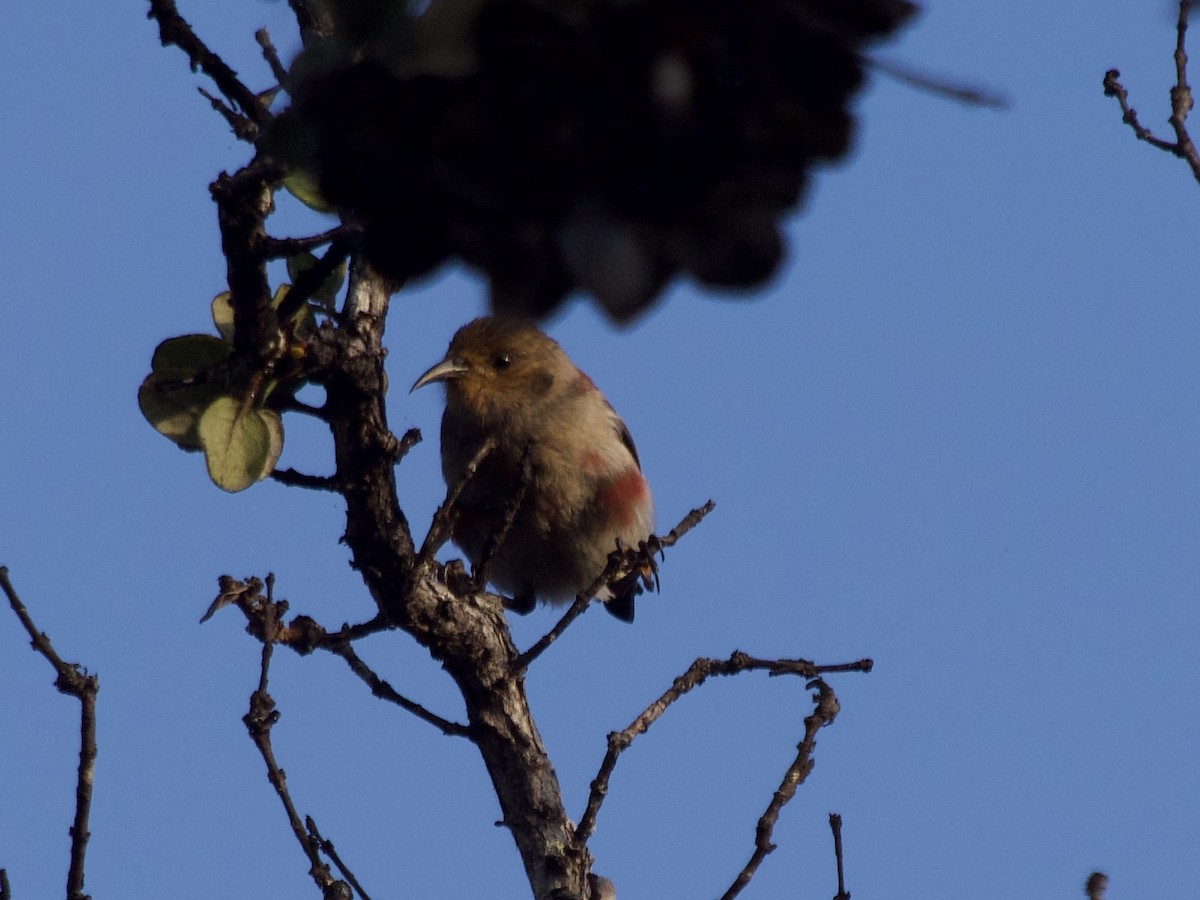 Apapanekleidervogel - ML619556051