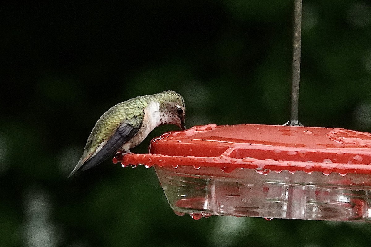 Rufous Hummingbird - ML619556072