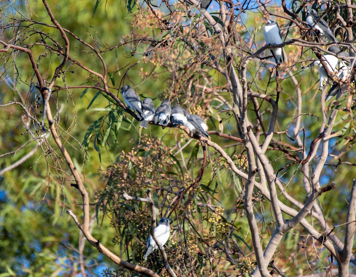 White-breasted Woodswallow - ML619556117