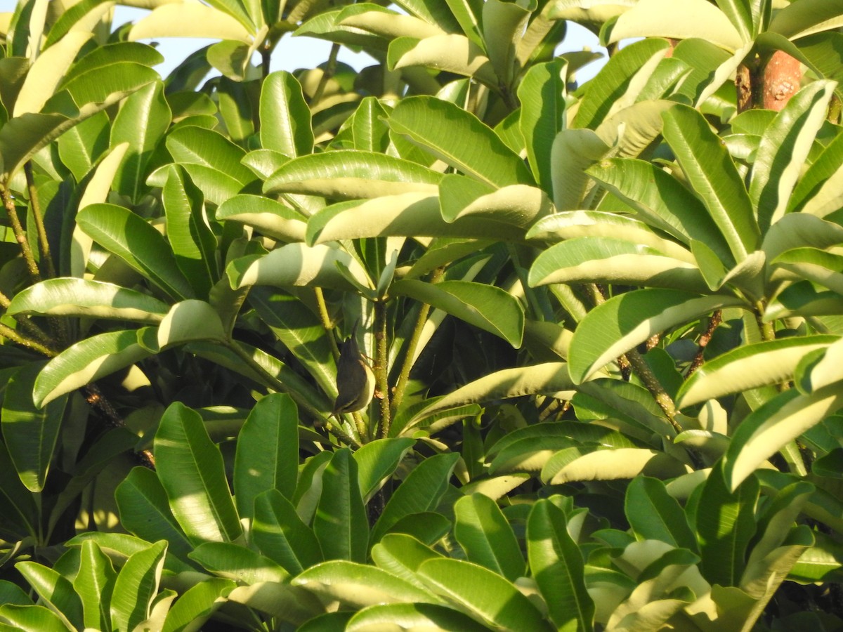Tickell's Leaf Warbler (Tickell's) - ML619556119