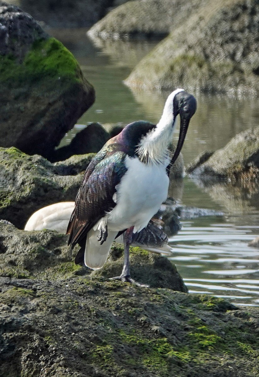 ibis slámokrký - ML619556184