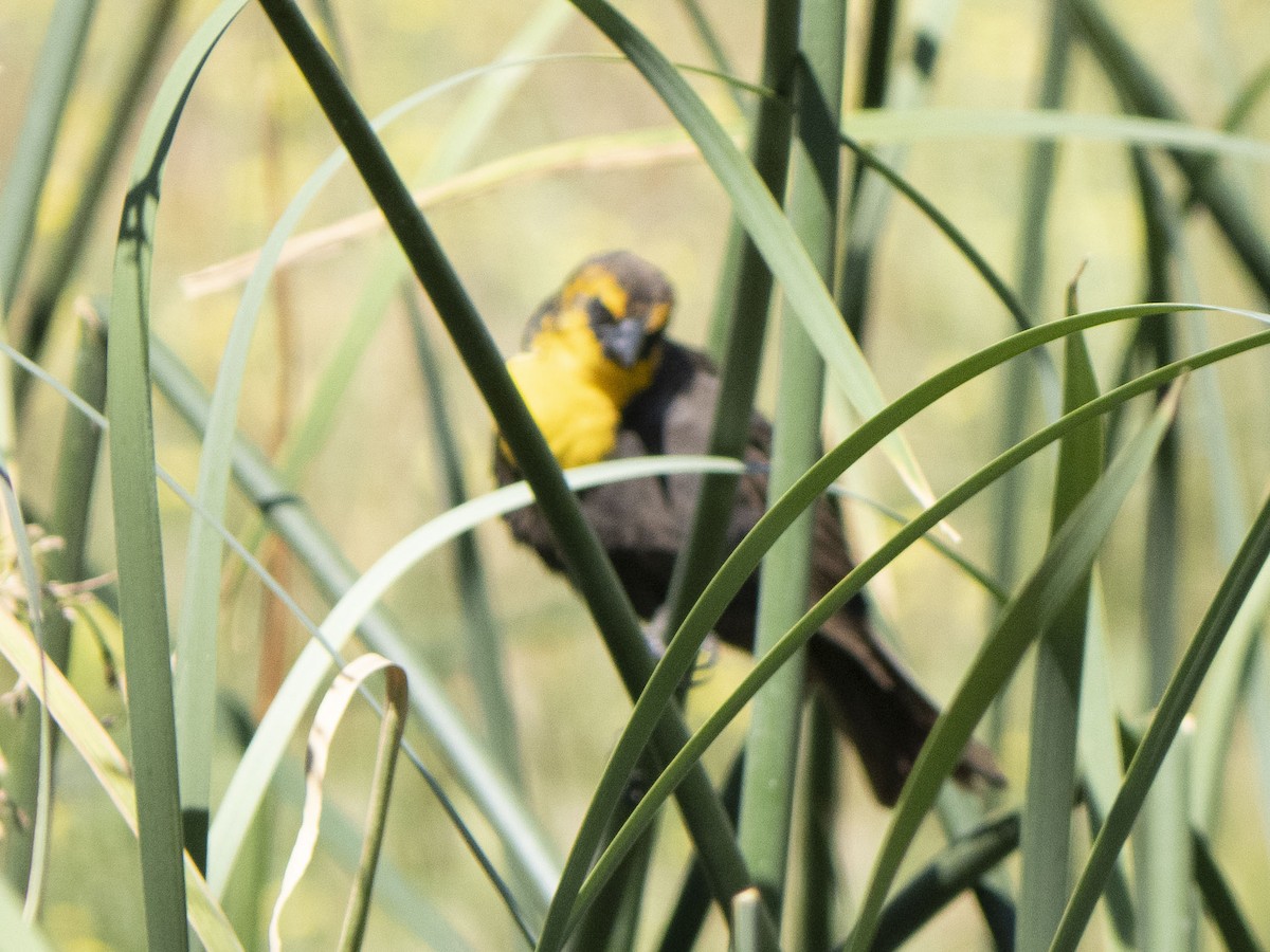 Yellow-headed Blackbird - ML619556262