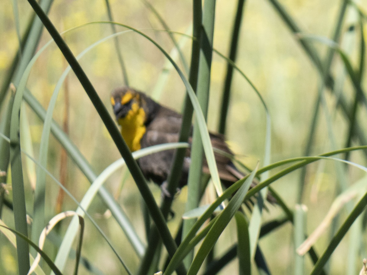 Yellow-headed Blackbird - ML619556266