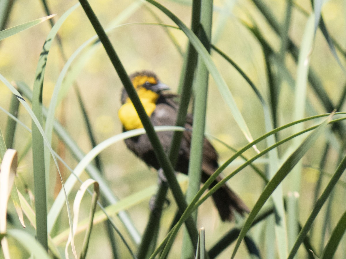 Yellow-headed Blackbird - ML619556282