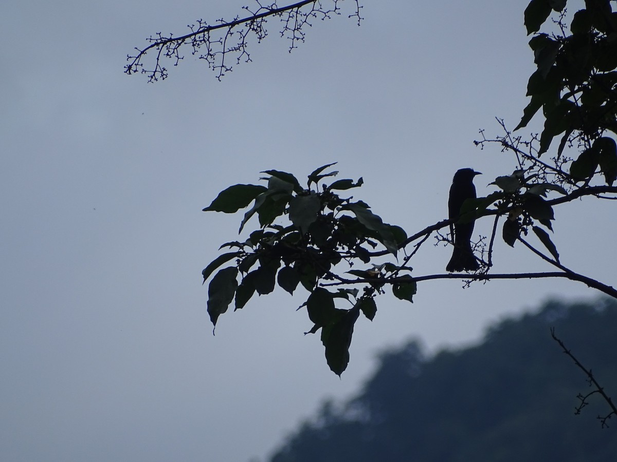 Square-tailed Drongo-Cuckoo - ML619556292
