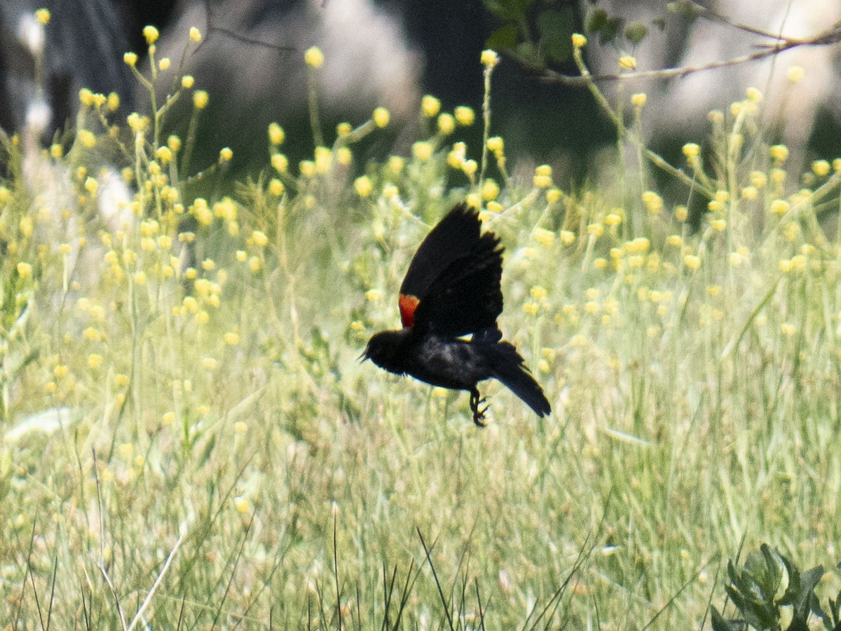 Red-winged Blackbird - ML619556384