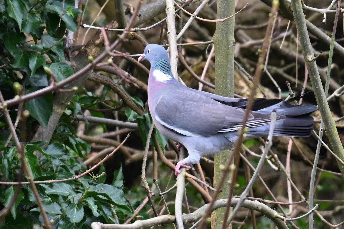 Common Wood-Pigeon - ML619556396